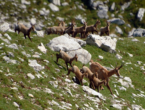 Camoscio d''Abruzzo Rupicapra pyrenaica ornata